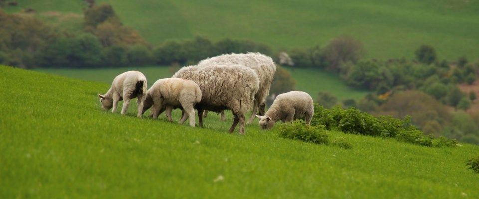 Benefits of wool banner