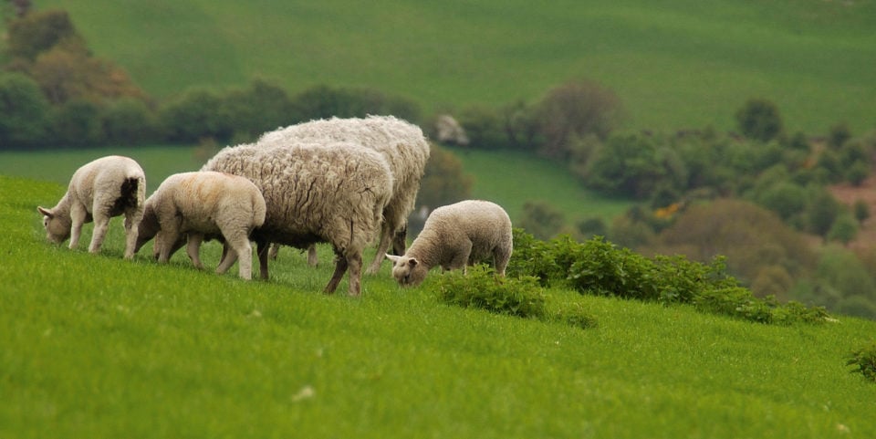 Benefits of wool banner crop