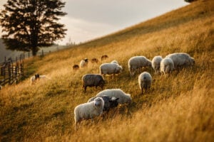 The Timeless Appeal of Wool Carpet