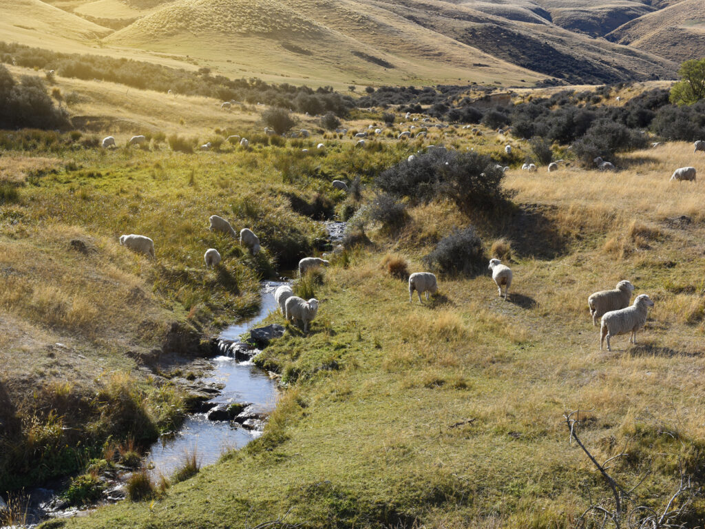 Sheep grazing on grassy hills beside a small stream in a sunlit rural landscape.
